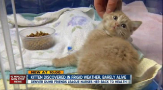 Illustration for article titled The Most Beautiful Modern Art: News Chyrons Featuring Cats